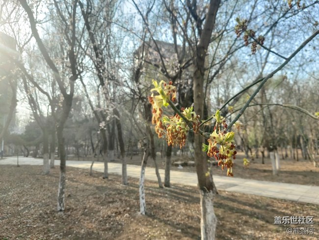 【哈爾濱之春】豐富的植物