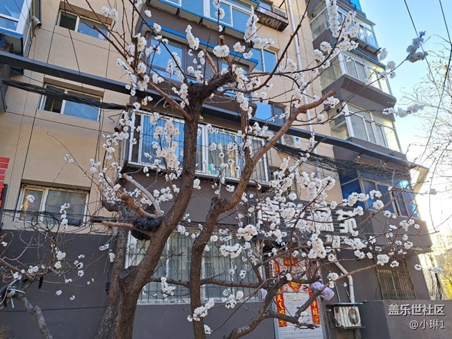 【生機盎然】桃花朵朵開