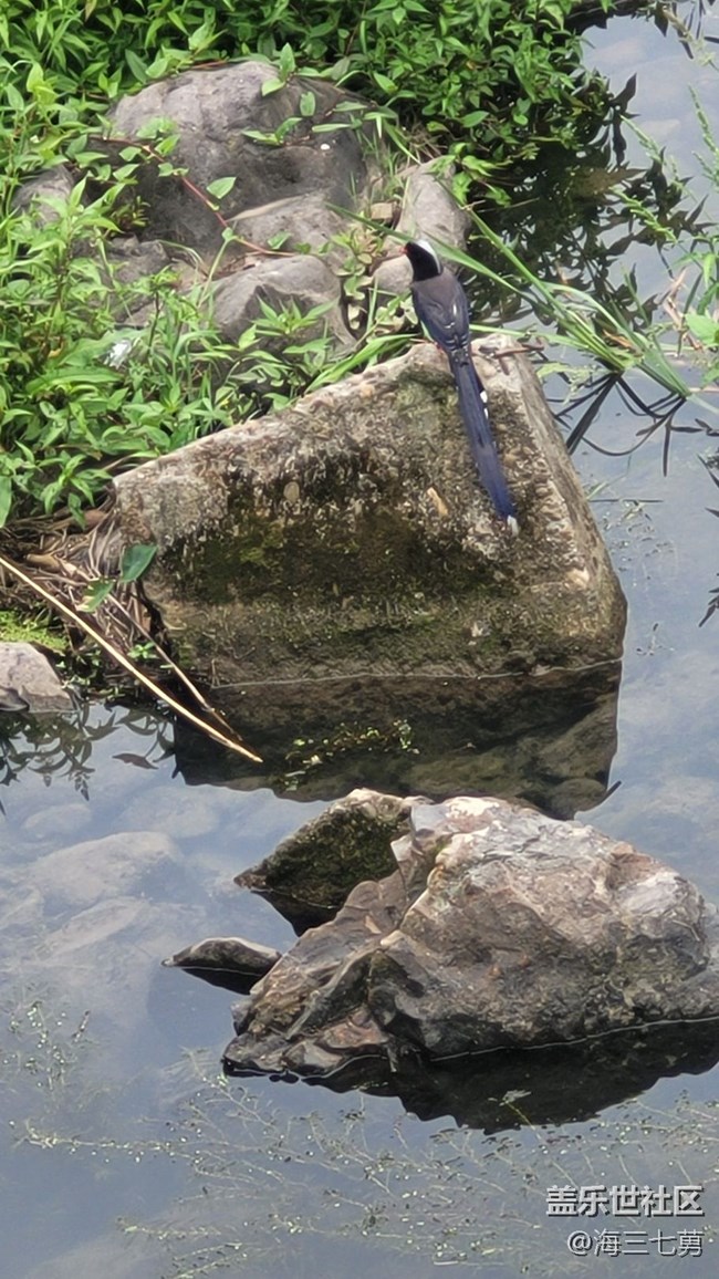 【身邊的小動物】長尾巴鳥