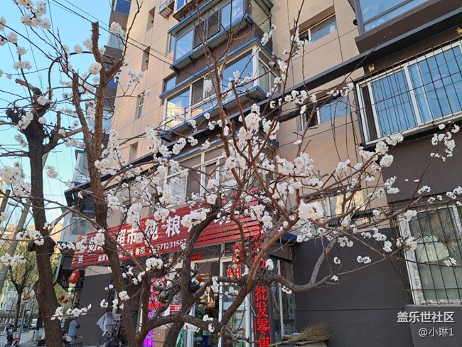 【生機盎然】桃花朵朵開