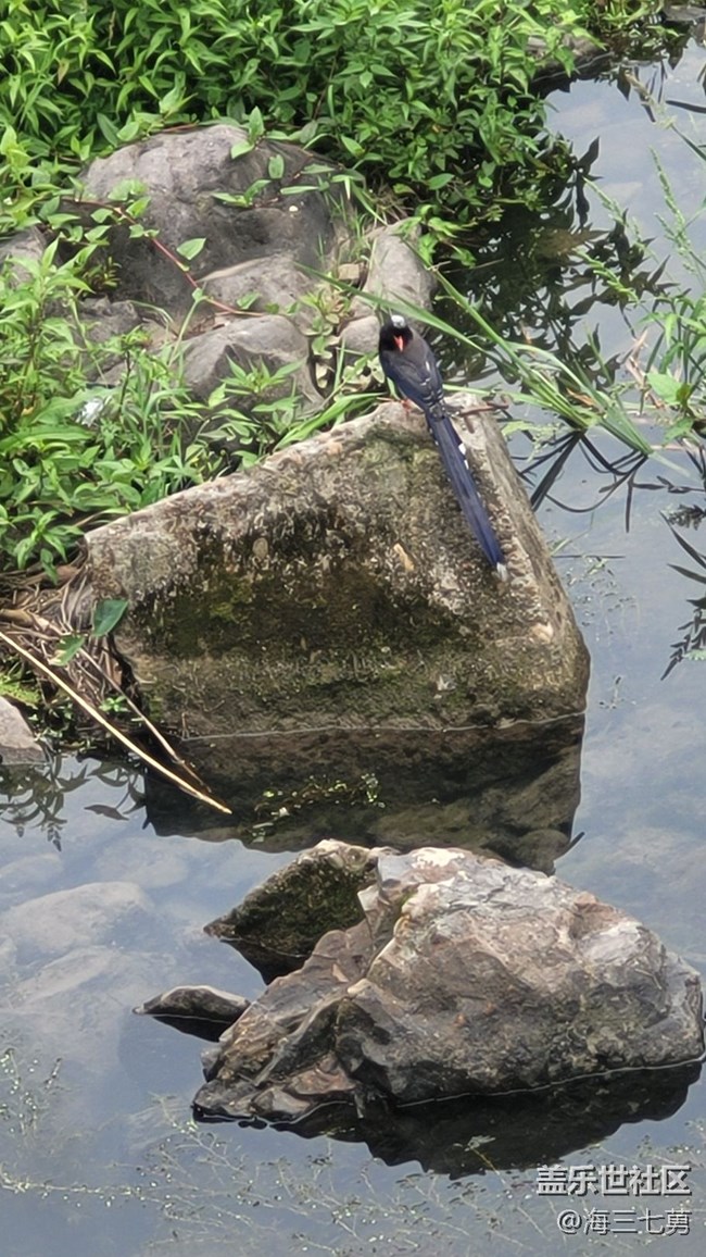 【身邊的小動物】長尾巴鳥