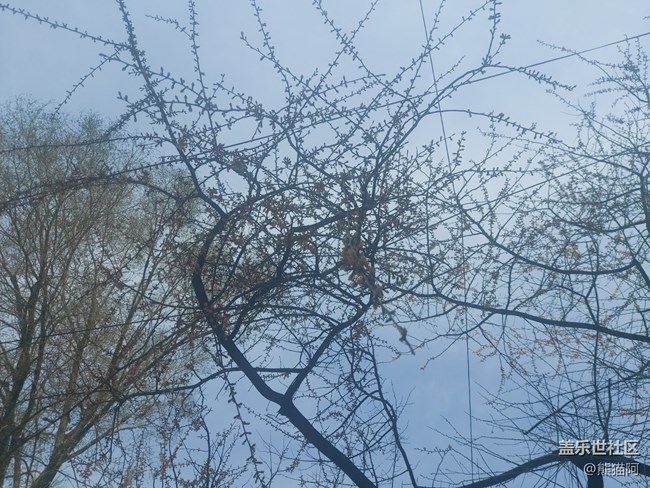 【哈爾濱之春】豐富的植物