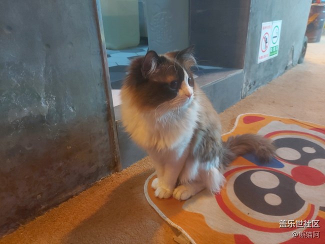 【身邊的小動物】不安分的貓咪