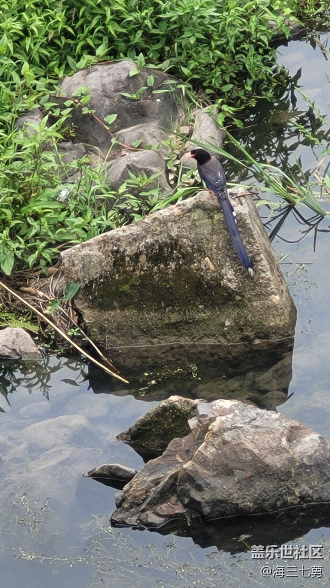 【身邊的小動物】長尾巴鳥
