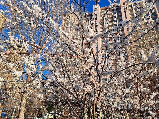 【生機盎然】桃花朵朵開