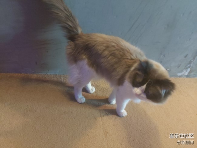 【身邊的小動物】不安分的貓咪