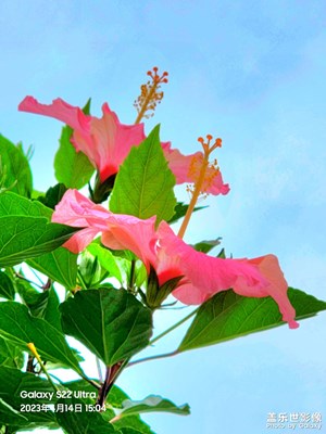 春風(fēng)吹花無厚薄