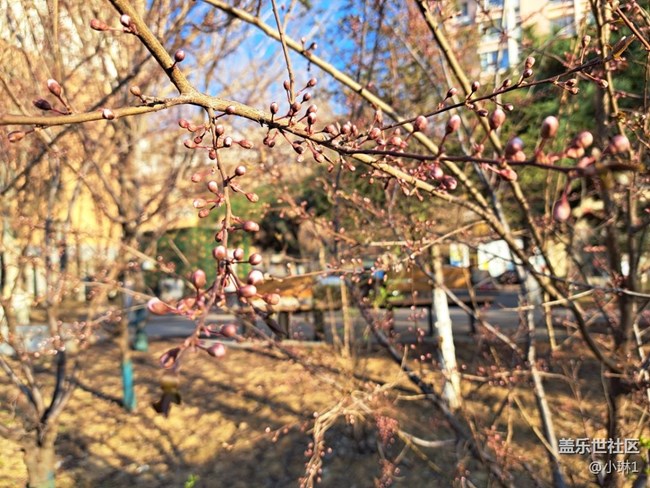 【生機盎然】桃花朵朵開