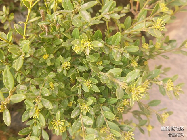 【哈爾濱之春】豐富的植物