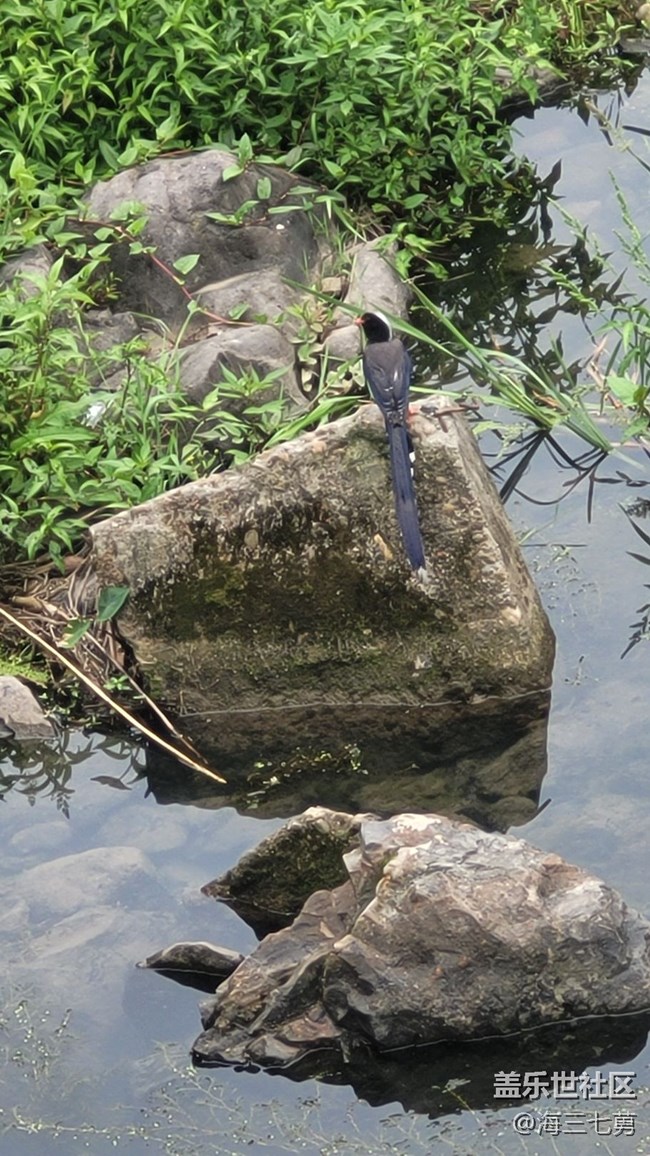 【身邊的小動物】長尾巴鳥