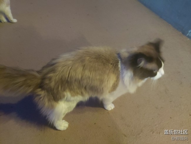 【身邊的小動物】不安分的貓咪