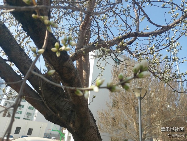 【哈爾濱之春】豐富的植物