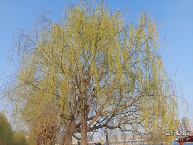 【哈爾濱之春】豐富的植物