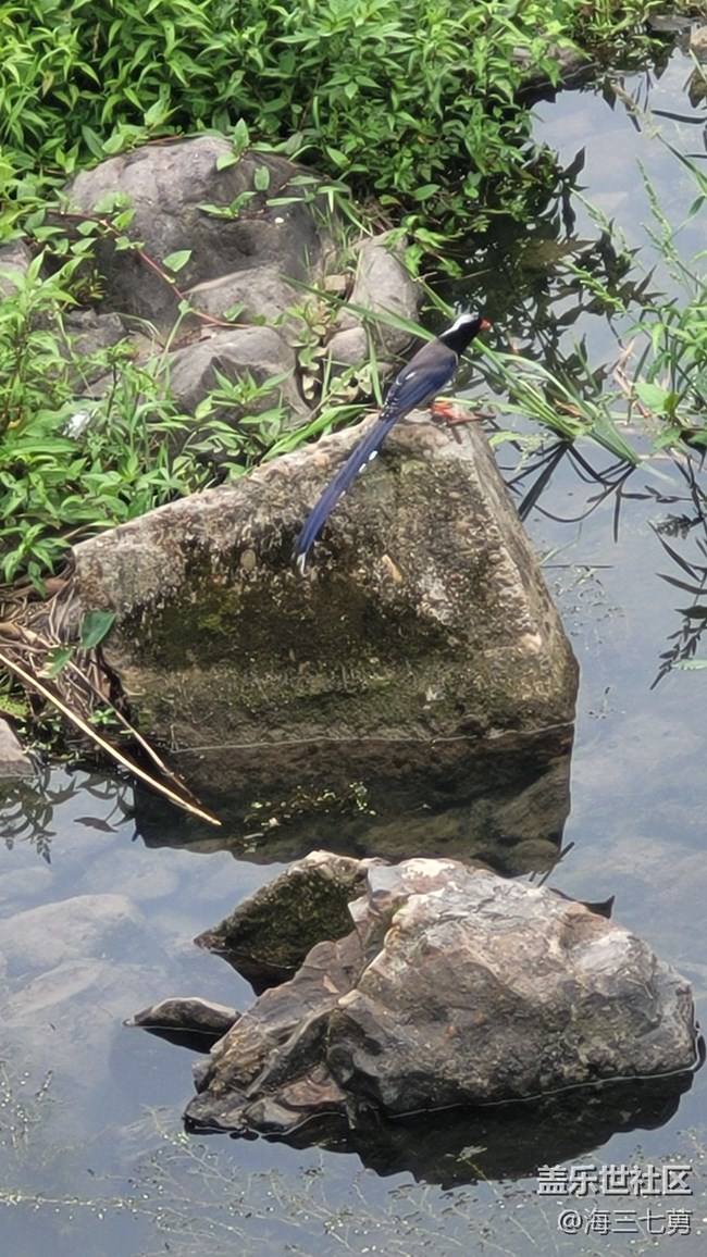 【身邊的小動物】長尾巴鳥