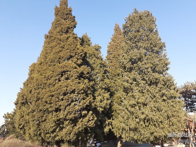 【哈爾濱之春】豐富的植物