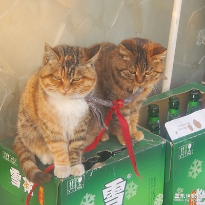 隨機抓拍