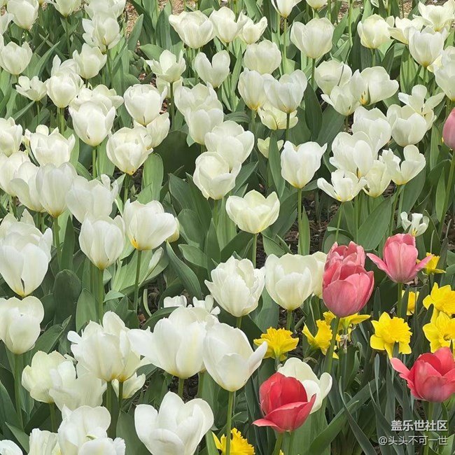 【最美四月天】中山公園郁金香正艷
