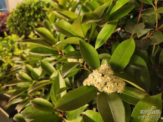 順手用 Flip4 夜拍了幾張分享