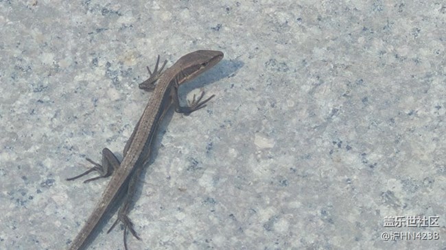 【身邊的小動(dòng)物】四腳蛇