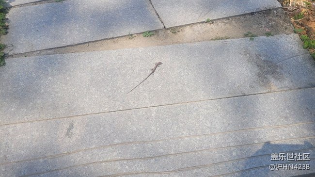 【身邊的小動(dòng)物】四腳蛇