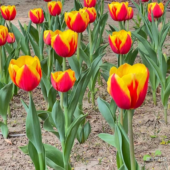 【最美四月天】中山公園郁金香正艷