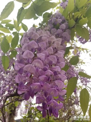 【四月物語】紫藤花開