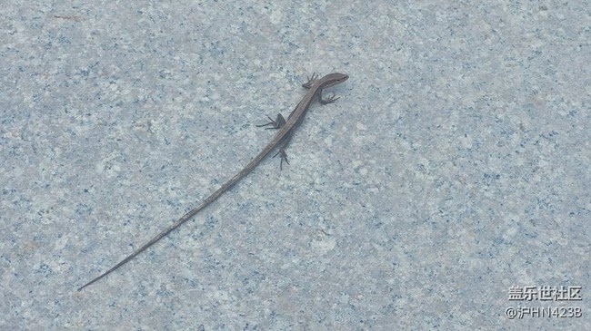 【身邊的小動(dòng)物】四腳蛇