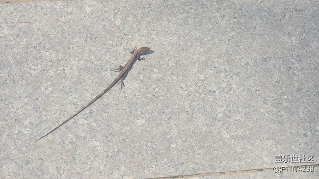 【身邊的小動(dòng)物】四腳蛇