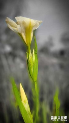 【四月物語】花語