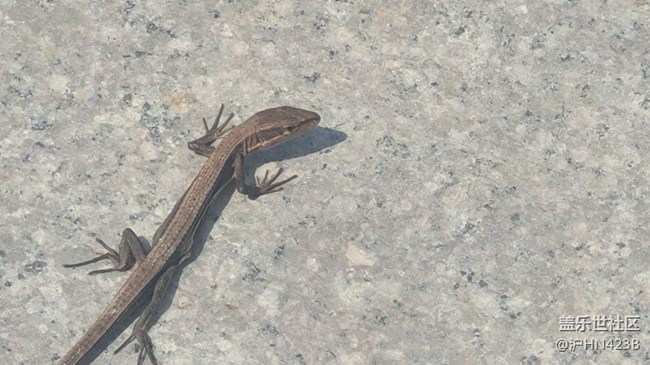 【身邊的小動(dòng)物】四腳蛇