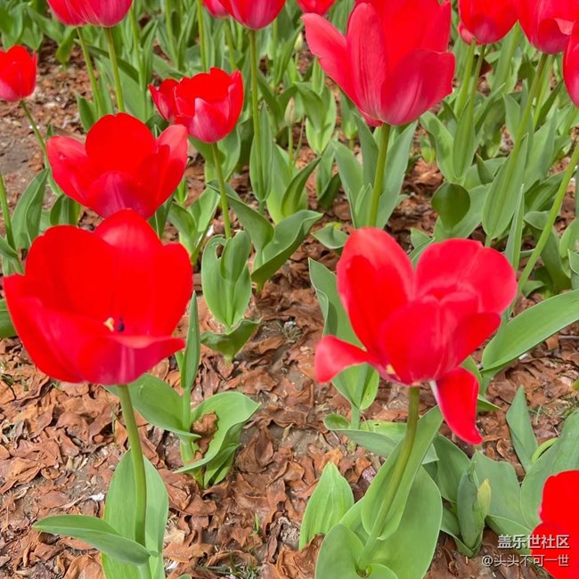 【最美四月天】中山公園郁金香正艷