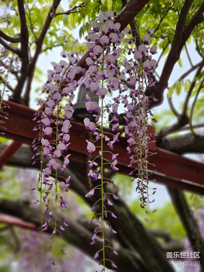 #路過風(fēng)景線——紫藤花