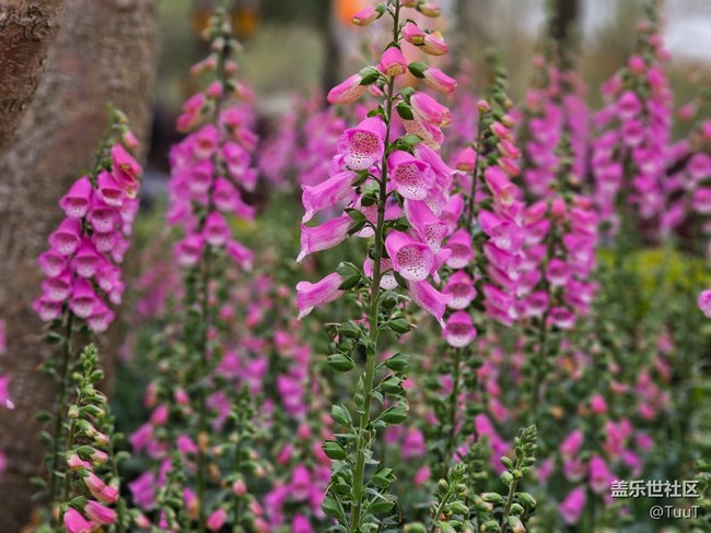 #路過風(fēng)景線——粉色小鈴鐺