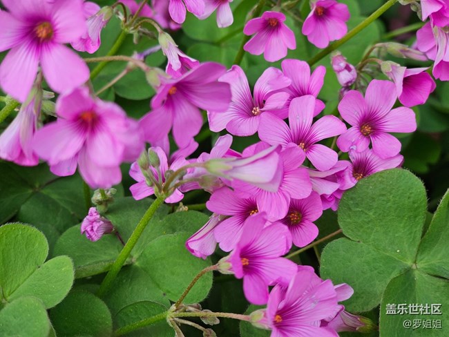 #路過(guò)風(fēng)景線——花與蜜蜂