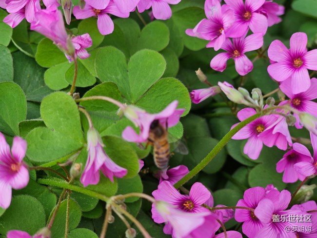 #路過(guò)風(fēng)景線——花與蜜蜂