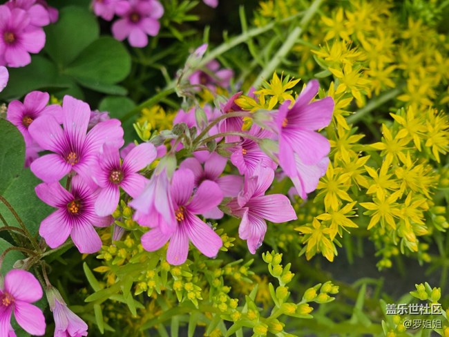 #路過(guò)風(fēng)景線——花與蜜蜂