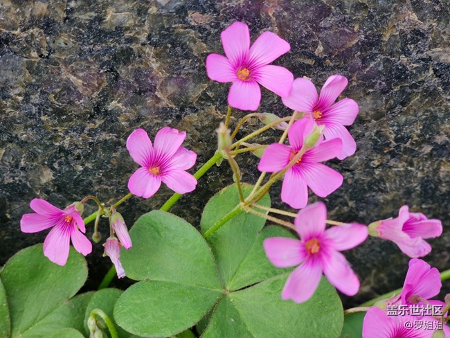 #路過(guò)風(fēng)景線——花與蜜蜂