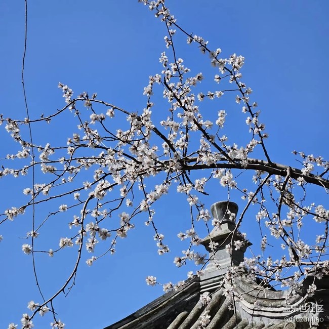 【最美四月天】春暖花開(kāi)