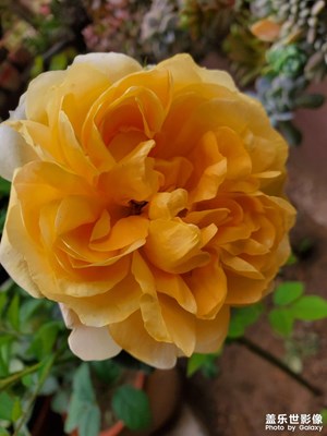 春暖花開