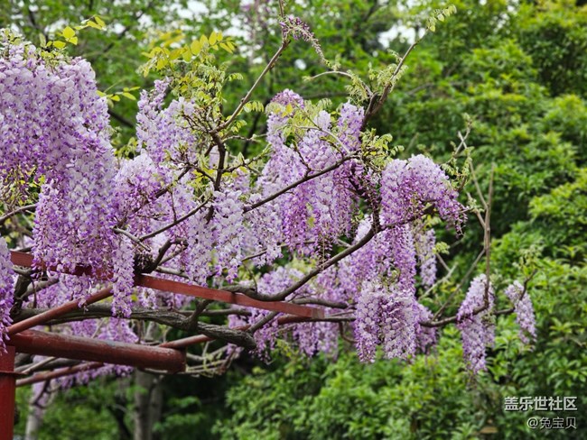 #路過風(fēng)景線——紫藤花