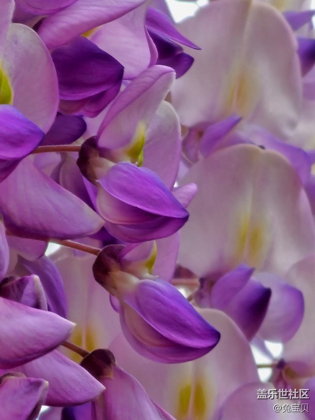 #路過風(fēng)景線——紫藤花