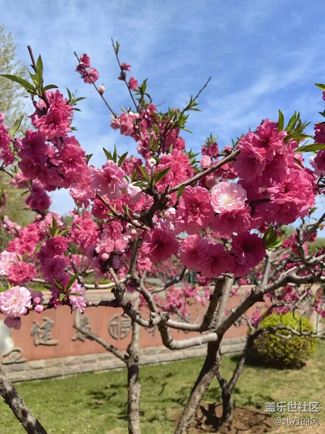 路過風(fēng)景線 -----春天的美麗風(fēng)景線