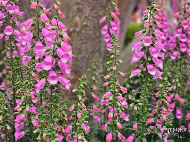 #路過風(fēng)景線——粉色小鈴鐺