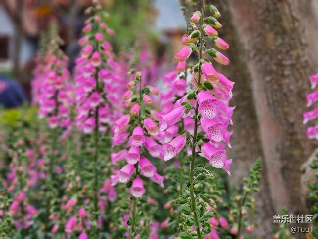 #路過風(fēng)景線——粉色小鈴鐺