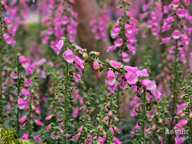 #路過風(fēng)景線——粉色小鈴鐺