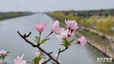 春意盎然