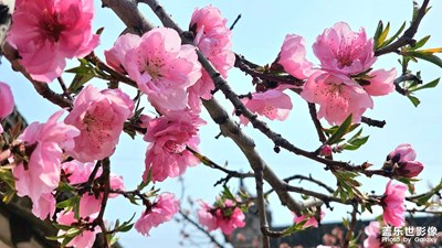 春的氣息，公園隨拍