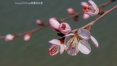 Galaxy S22Ultra    山桃花