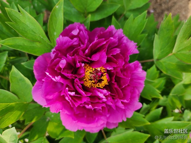 【嫩芽與春花】春花秋月何其美