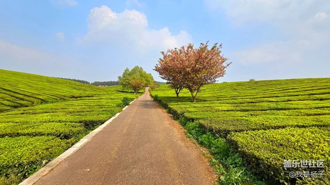 【初夏味道】+美麗的羊艾茶場